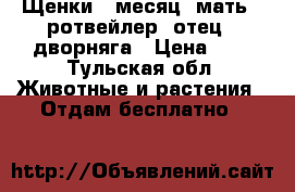 Щенки 1 месяц: мать - ротвейлер; отец - дворняга › Цена ­ 1 - Тульская обл. Животные и растения » Отдам бесплатно   